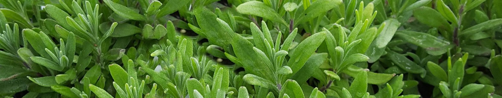 Lavanda biologica