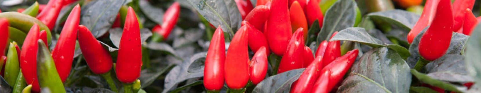 peperoncino biologico in vaso