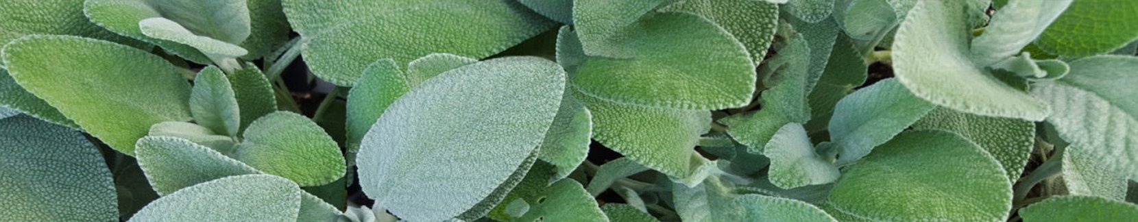 Salvia bio da agricoltura certificata per supermercati e ristoranti.