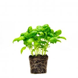 Basil