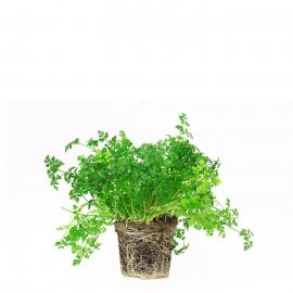 Chervil