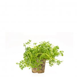 Garden cress