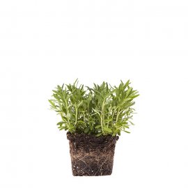 Lavanda
