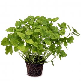 Lemon balm