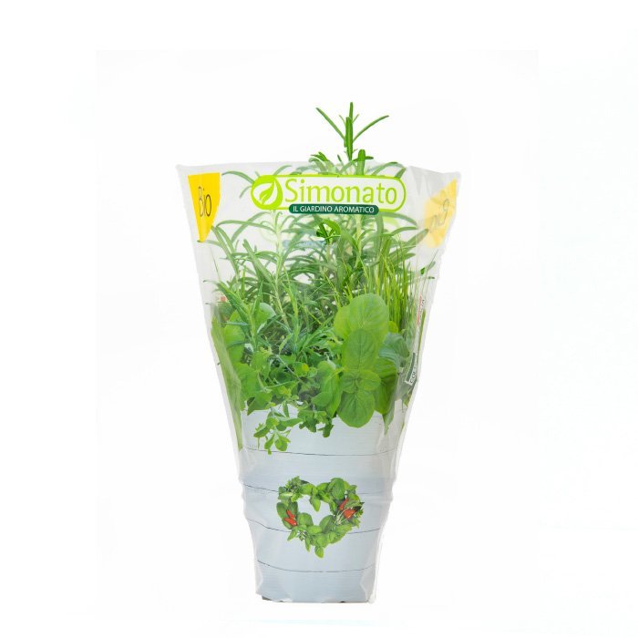 rosmarino biologico in vaso